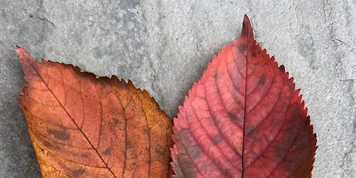 Autumn Leaves Drawing Workshop