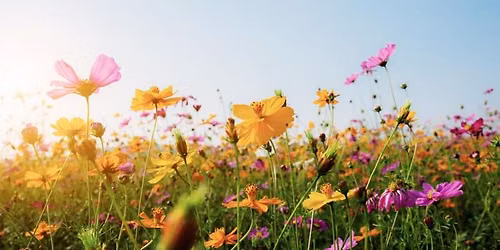 Garden and flower Photography
