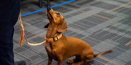 DOCLC Memorial Weekend Obedience Trials