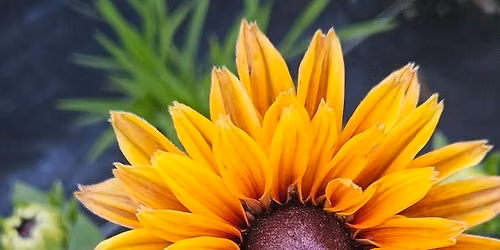 Sip & Clip at Anne-Marie's Flower Farm