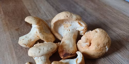 Wild mushroom hunt - Kongelunden