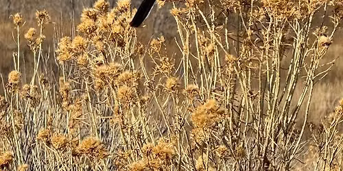 Birding Adventure