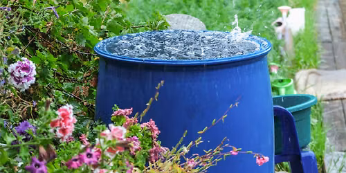 Transforming Stormwater: From Rain Barrels to Rain Gardens