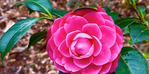 2026 Bluffton Spring Plant Swap