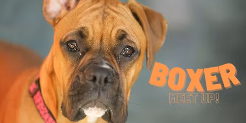 Boxer Meet Up