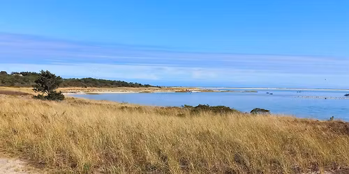 February Bird Walk: Morris Island