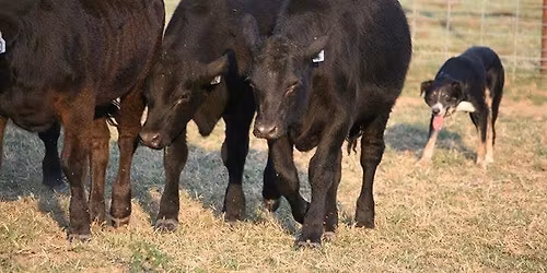 Stockdog training clinic 