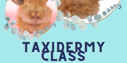 Taxidermy Class - Rabbit Shoulder Mount