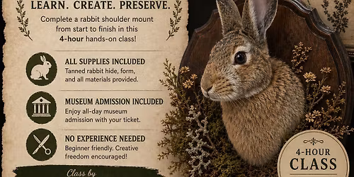 Taxidermy Class - Rabbit Shoulder Mount