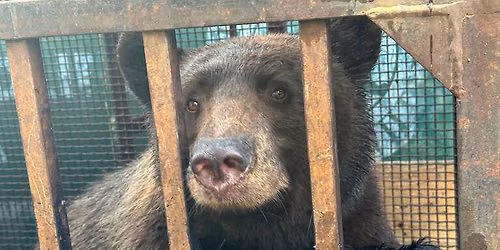 Bearwise Talk