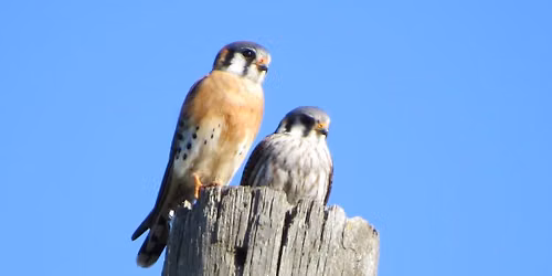Birding Trip to Perry Oldenburg Wildlife and Environmental Area