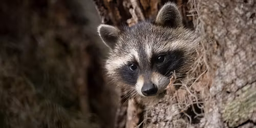 Twilight Hikes: Crepuscular Critters