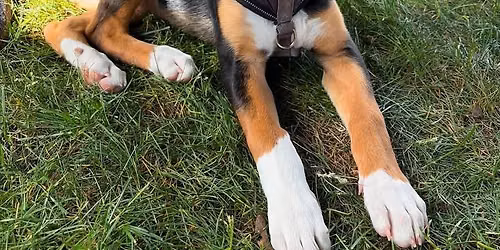 "P" Litter Meet & Greet 