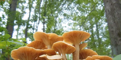 NJ Audubon: July Mushroom Meander
