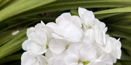 Grove City Oh Farmers Market