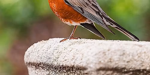 Bird Scavenger Hunt at The Frick Pittsburgh