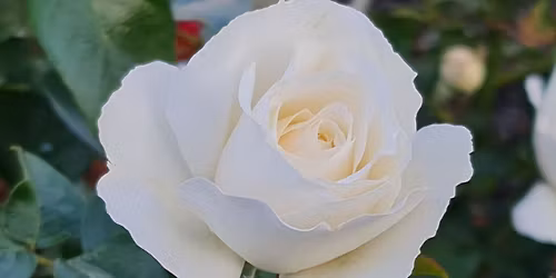Annual Society Rose Show in conjunction with Flora Fest