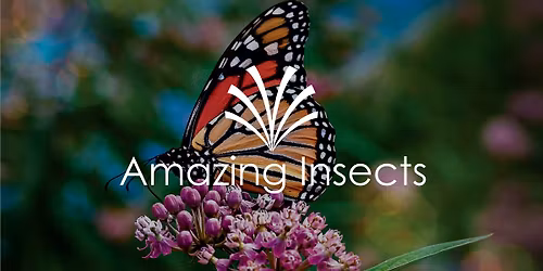 Amazing Insects of Wisconsin