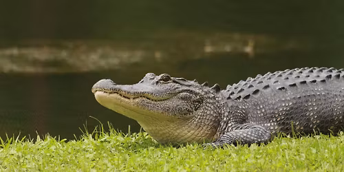 Be a Biologist: Alligators