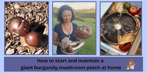 Growing Burgundy Mushrooms at Home Workshop