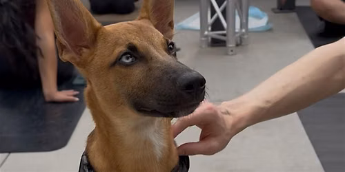 Rescue Puppy Yoga with Live DJ - The Werks