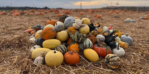 Demelza's Pumpkin Patch