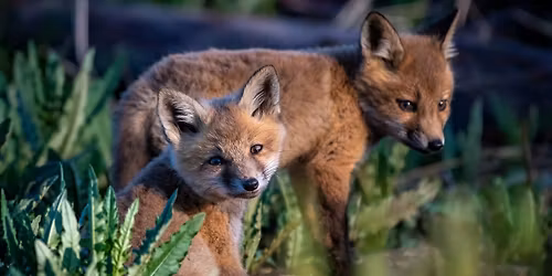 Wildlife in a World-Class Garden (Science Series)