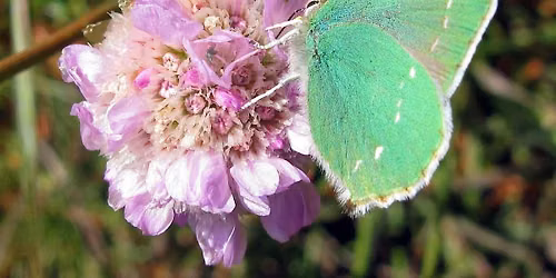 Native Bee Garden Tour: Green Hairstreak Corridor with Nature in the City