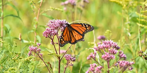 Monarchs on the Move