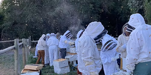 2026 Thriving Hive Beginning Beekeeping Series