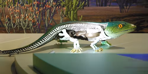 La grande aventure de l'\u00e9volution