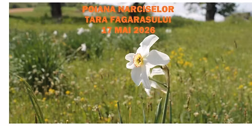 Poiana Narciselor \u0219i \u021aara F\u0103g\u0103ra\u0219ului cu Andinio Travel