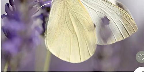 A Wildlife Garden Adventure