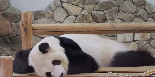 4\/11(\u571f)\u5c71\u5ddd\u5148\u751f\u65bd\u8853\u4f1a\ud83d\udc3c