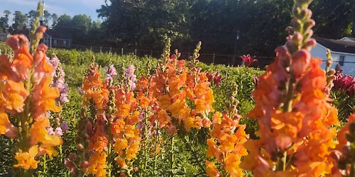 Hickman Hollow First Blooms U-Pick Event