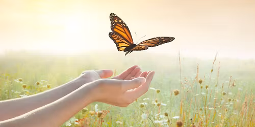 Butterfly Release Events