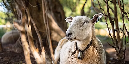 Music Night for Pear Tree Animal Sanctuary