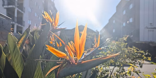 Gardening in the Summer Heat Workshop
