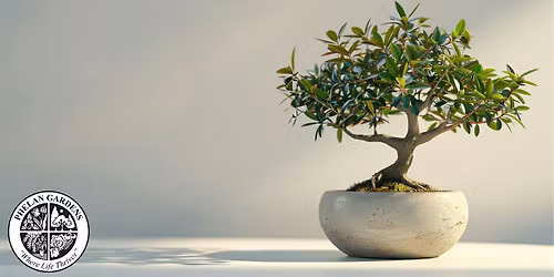 Intro to Bonsai: Olive Tree