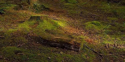 Singles Hike for Muslims seeking marriage - EPPING FOREST