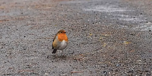 Nature Photography for Beginners \u2013 DSLR & Mirrorless Workshop with Kamil Graj Photography