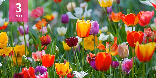 Voksenkrea med Stine Elle.  Vi laver vilde og farverige tulipaner