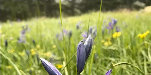Community Hike: Sugarloaf Wildflowers