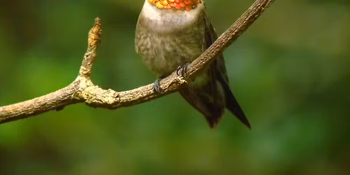 All About Hummingbirds with Dennis Demcheck