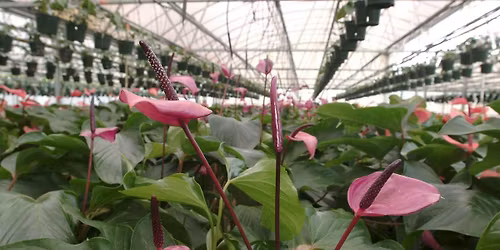 3-9-2026  Houseplants & Basic Care