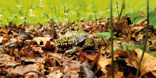 Through the Wild Lens \u2013 Photo Contest at Mariton Wildlife Sanctuary: Deadline for Submissions