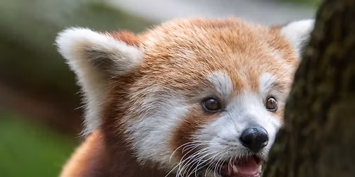 Celebrate Arbor Day at Potter Park Zoo!