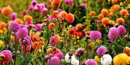From Tuber to Trophy: A Dahlia Growers' Talk
