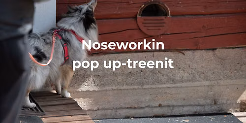 NOSEWORKIN POP UP -TREENI 9.6. & 11.6. | Maaninka