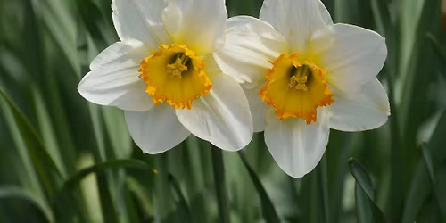 Daffodil Walk